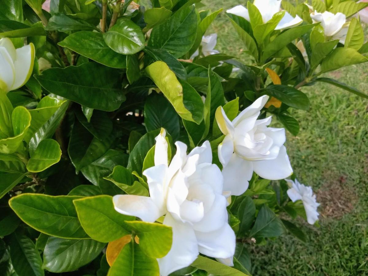 Posada Quinta Pataエセイサ エクステリア 写真